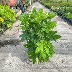 Arália japonská (Fatsia Japonica) - výška: 70-100 cm, kont. C7L